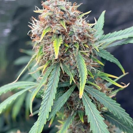 RQS Auto Family