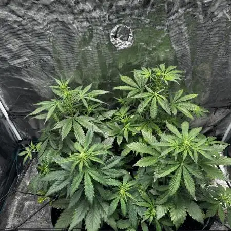 Wedding Cake Auto RQS