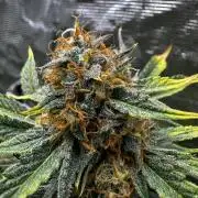 Wedding Cake Auto RQS