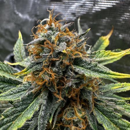 Wedding Cake Auto RQS