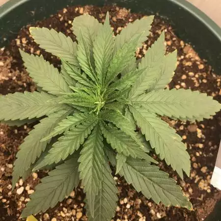 111 durban-poison