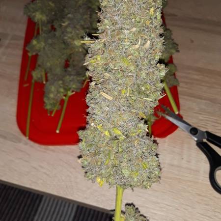 Lemon Zkittle/ Bubba Island Kush (250w)