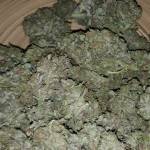 Gelato Autoflower (Balcony)