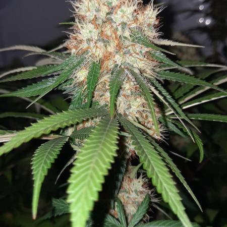 Fruity Durban Testgrow