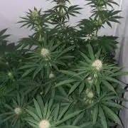 Fruity Durban Testgrow
