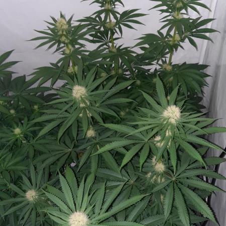 Fruity Durban Testgrow