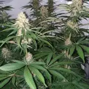 Fruity Durban Testgrow