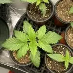 00 Seeds - Cheeseberry