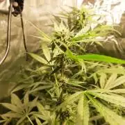 divine seeds: auto opium . Auto Black op