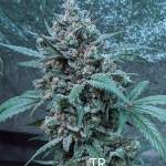Original OG Kush / Alaskan Purple *AUTO*