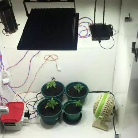 Prenseeds - loosing virginity!