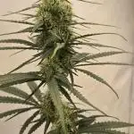 Jack Herer Grennhouse Seed Company