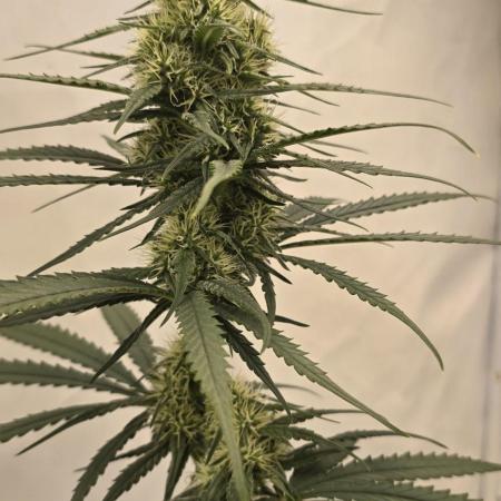 Jack Herer Grennhouse Seed Company