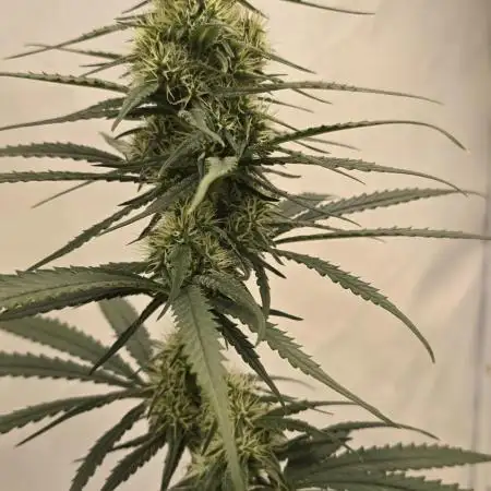 Jack Herer Grennhouse Seed Company