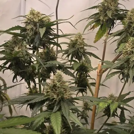 Critical Neville Haze - Delicious Seeds