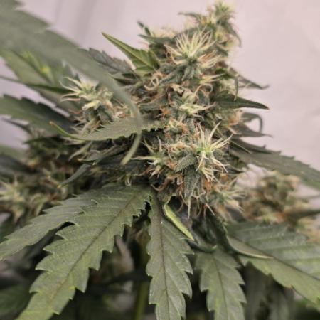 Critical Neville Haze - Delicious Seeds
