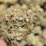 Photo contest Dutch Passion & Super Sativa Seed Club. FAST VERSION A