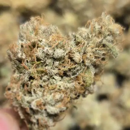 Photo contest Dutch Passion & Super Sativa Seed Club. FAST VERSION A