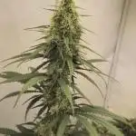 Jack Herer Grennhouse Seed Company