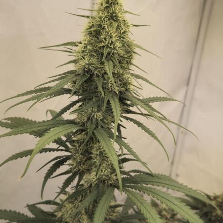 Jack Herer Grennhouse Seed Company