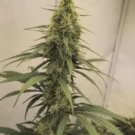 Jack Herer Grennhouse Seed Company