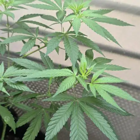 My First Outdoor Grow with Dutch Passion Growing Competition 2025