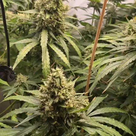 Dark Phoenix Perversely Poisonous Terps