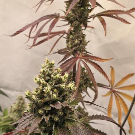 GH Amnesia – Round 2 Because the First One Was Just Too Damn Good