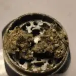 Critical Neville Haze - Delicious Seeds