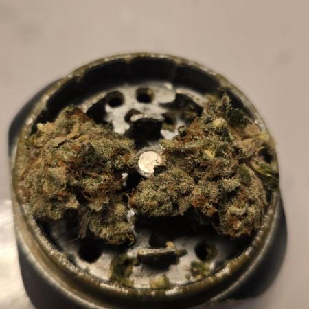 Critical Neville Haze - Delicious Seeds