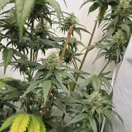Critical Neville Haze - Delicious Seeds