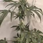 ZTRAWBERRY GREENHOUSE SEED COMPANY