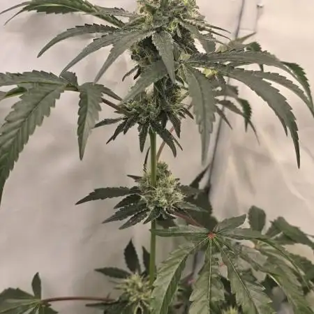 ZTRAWBERRY GREENHOUSE SEED COMPANY