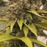 Photo contest Dutch Passion & Super Sativa Seed Club. FAST VERSION A