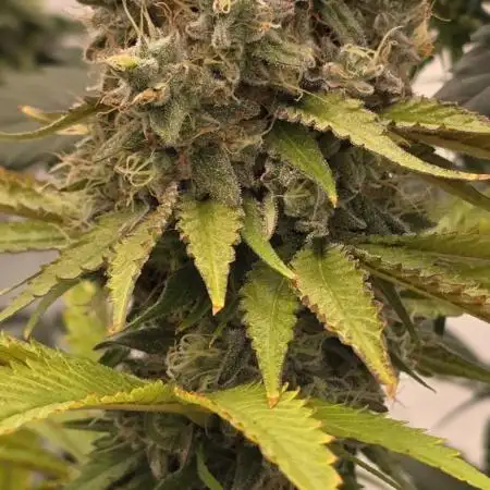 Photo contest Dutch Passion & Super Sativa Seed Club. FAST VERSION A