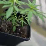 My First Outdoor Grow with Dutch Passion Growing Competition 2025