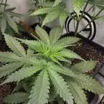 Jack Herer Grennhouse Seed Company