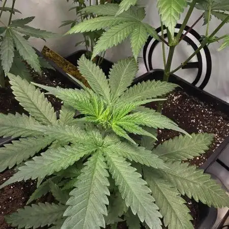 Jack Herer Grennhouse Seed Company
