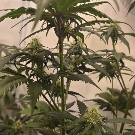 Critical Neville Haze - Delicious Seeds