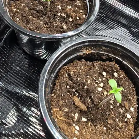 Hawaiian Snow is my kaleidoscope strain