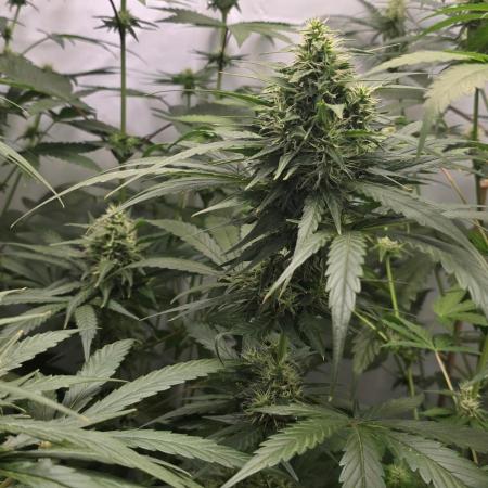 Dark Phoenix Perversely Poisonous Terps