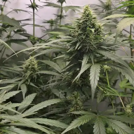 Dark Phoenix Perversely Poisonous Terps
