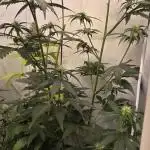 Critical Neville Haze - Delicious Seeds