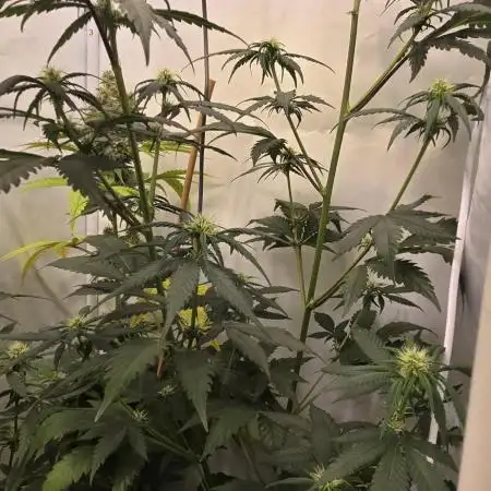 Critical Neville Haze - Delicious Seeds