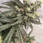 ZTRAWBERRY GREENHOUSE SEED COMPANY