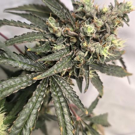 ZTRAWBERRY GREENHOUSE SEED COMPANY