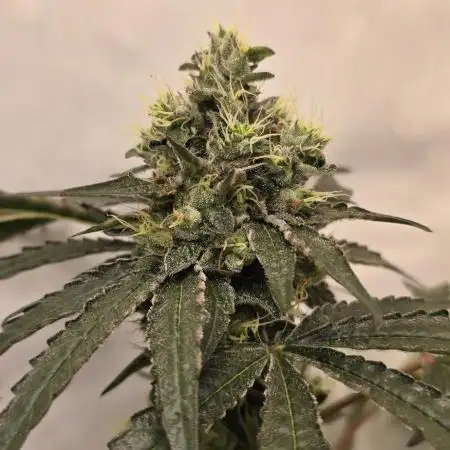 ZTRAWBERRY GREENHOUSE SEED COMPANY