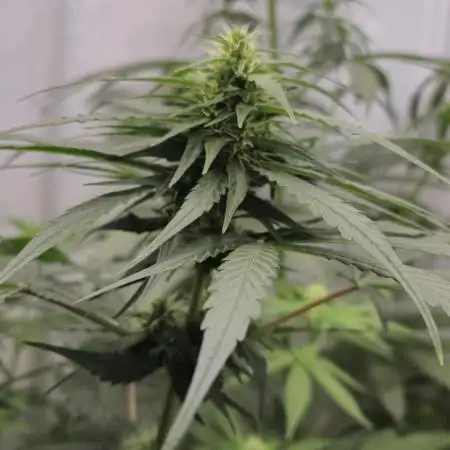 Dark Phoenix Perversely Poisonous Terps