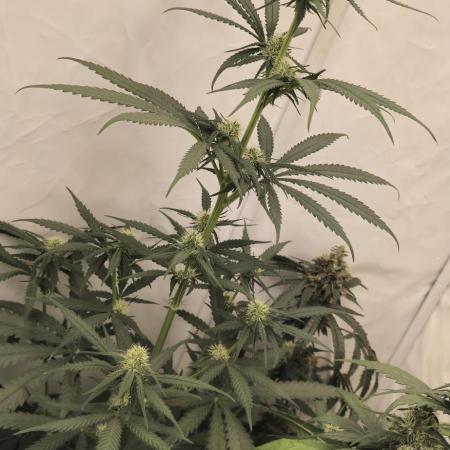 Jack Herer Grennhouse Seed Company