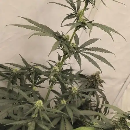 Jack Herer Grennhouse Seed Company